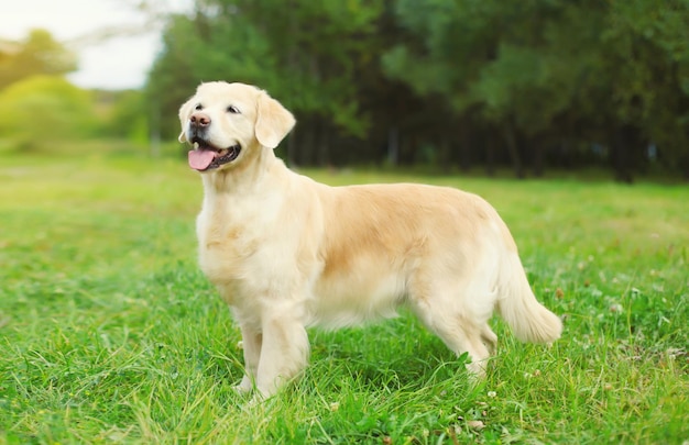 Golden Retriever dog sitting on green grass in summer park