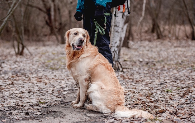 Golden retriever dog sitting on the groung with fallen leaves in the park during autumn walk