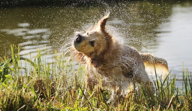 Photo golden retriever dog swimming in river