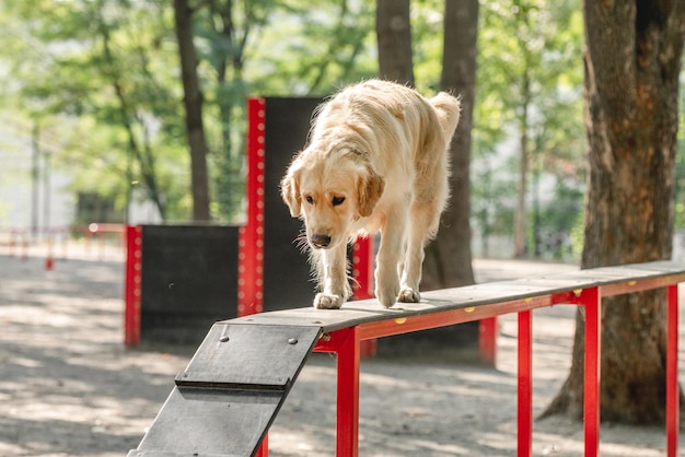 Golden retriever dog training in the park. Cute purebred pet labrador exercising outdoors