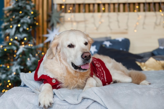 Golden retriever dog wearing red warm sweater in scandinavian style bedroom with Christmas tree, lights, decorative pillows. Pets friendly hotel or home room. Animals care concept.