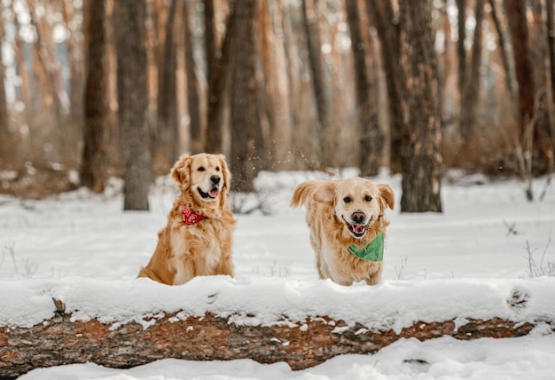 Golden retriever dog in winter time