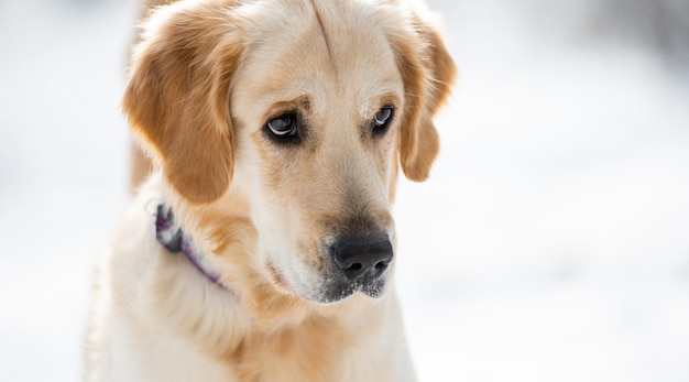 Golden retriever dog in wintertime