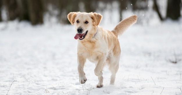 Golden retriever dog in wintertime