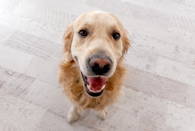 Golden retriever dog with mouth opened sitting on the floor and looking up