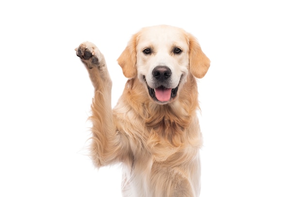 Golden retriever dog with paw up isolated on a white