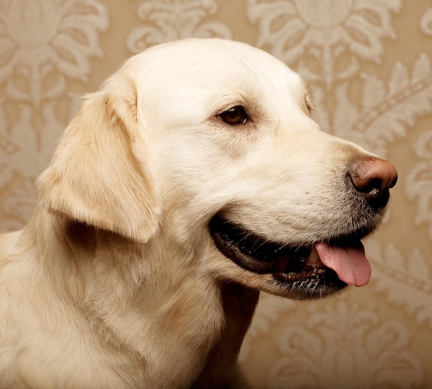 Golden retriever dog