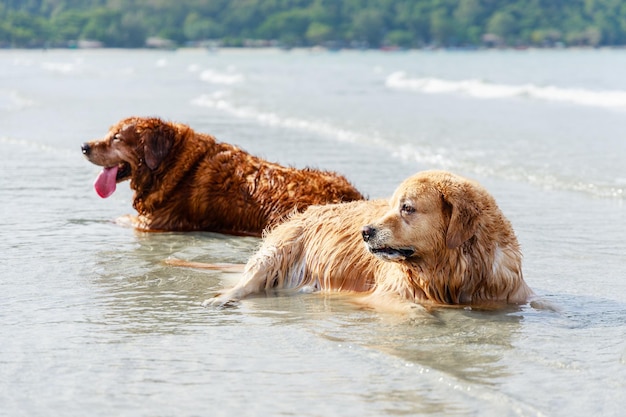 Golden Retriever dogs family laying down on tropical beach Friendly pets