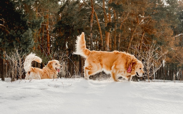 Golden retriever dogs in winter time