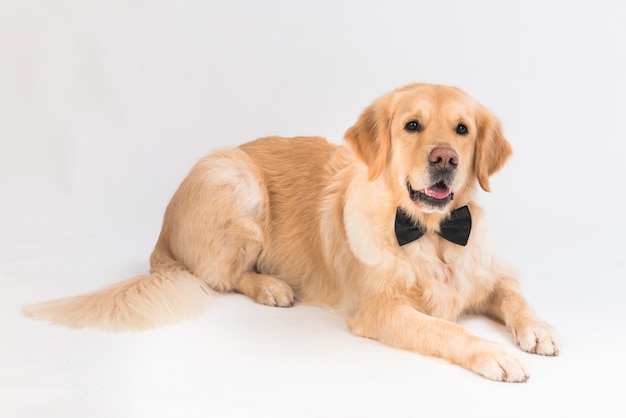 Golden retriever on the floor, with a black bow tie.