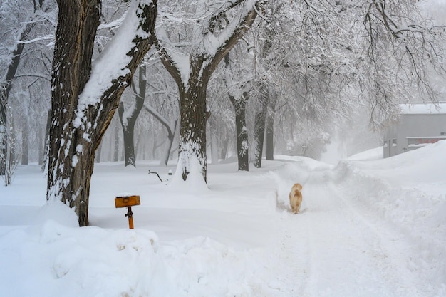 A Golden Retriever is enjoying fresh winter snow on a hiking trail in the woods The morning fog in the forest snowdrifts and white snow