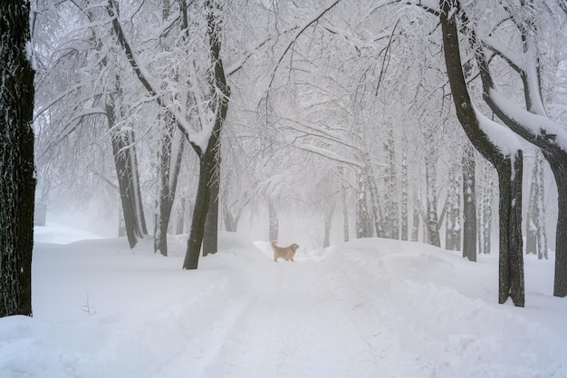 A Golden Retriever is enjoying fresh winter snow on a hiking trail in the woods