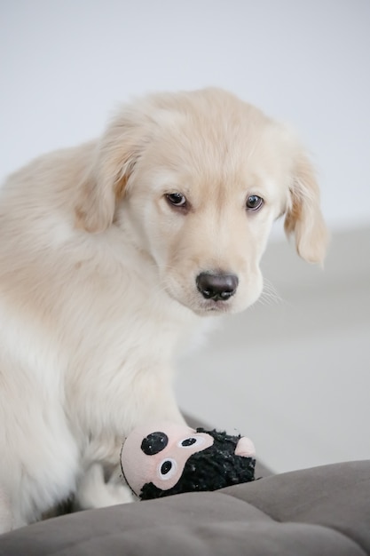 The golden retriever is a retriever type canine breed originating from Great Britain