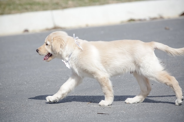 The golden retriever is a retriever type canine breed originating from Great Britain