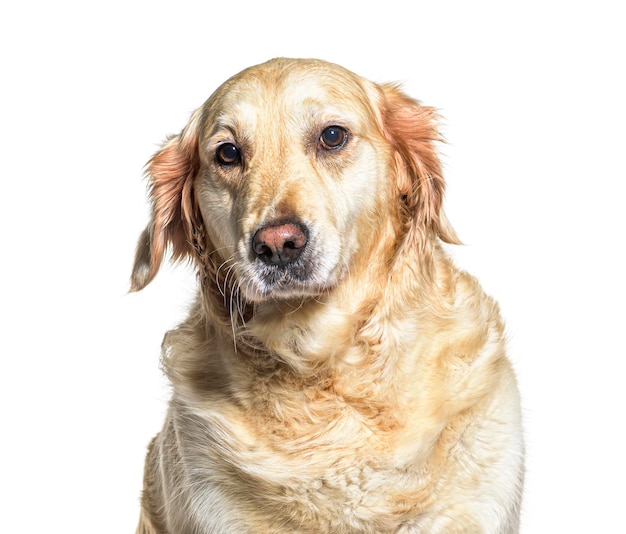 Golden Retriever, isolated on white background