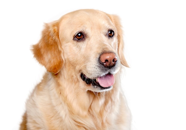 Golden retriever labrador on  background