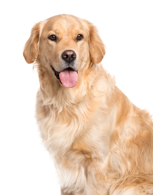 Golden Retriever looking away and sticking the tongue out isolated on white