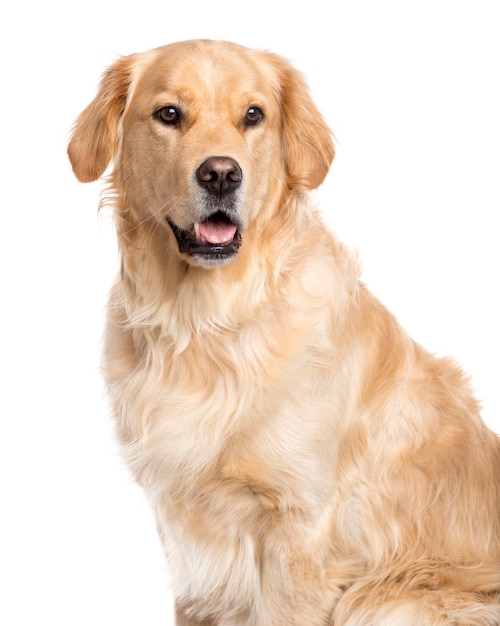 Golden Retriever looking away and sticking the tongue out isolated on white