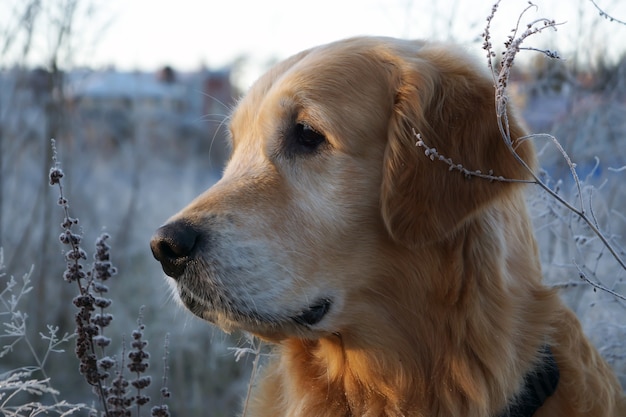 Golden Retriever looks to the side, his head turned in profile