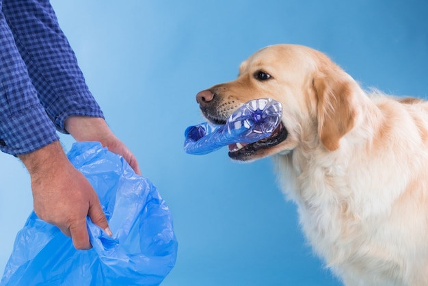 A golden retriever picking up a plastic bottle Respect for the environment. Gathering plastic bottles