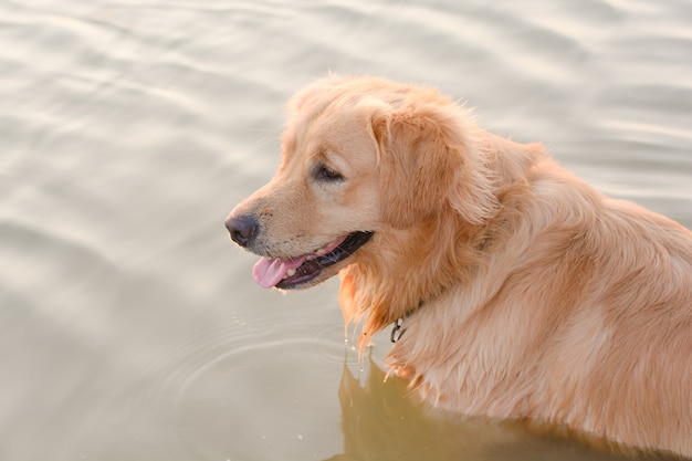 Golden Retriever in play at the lake