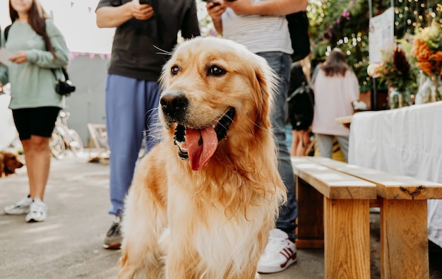 Golden retriever. Portrait of a pet at the city pet festival. Summer sunny day