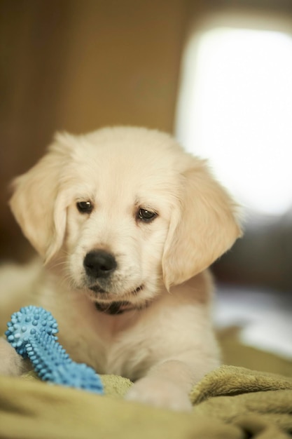 golden retriever puppy Cute golden retriever puppy is playing with a toy