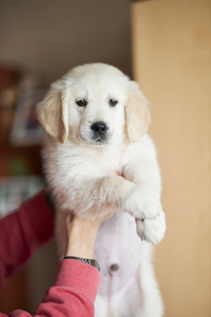 golden retriever puppy Cute golden retriever puppy