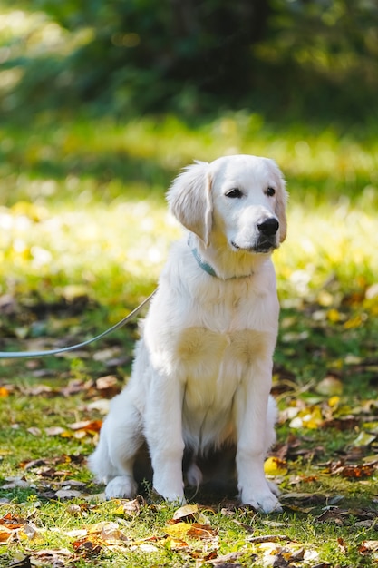 Golden retriever puppy on a leash sits on green grass covered with autumn leaves