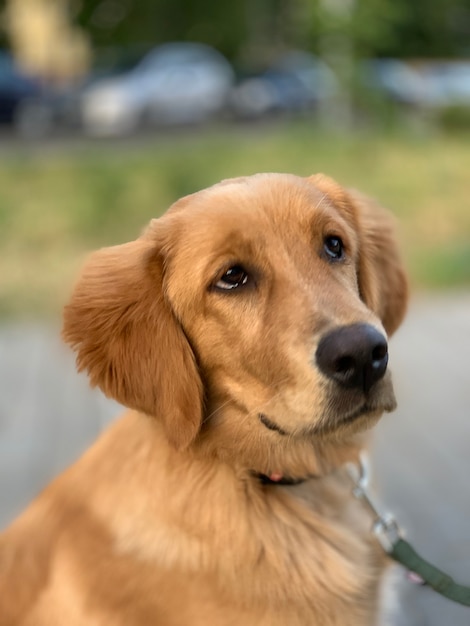 Golden Retriever puppy listens attentively to everything that is said to him Harvey after grooming