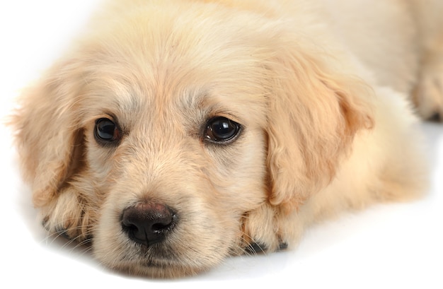 Golden retriever puppy's snout close up  isolated on white background