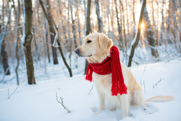 golden retriever in red scarf, outdoors at winter time.