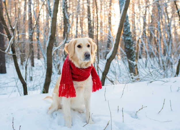 golden retriever in red scarf, outdoors at winter time.