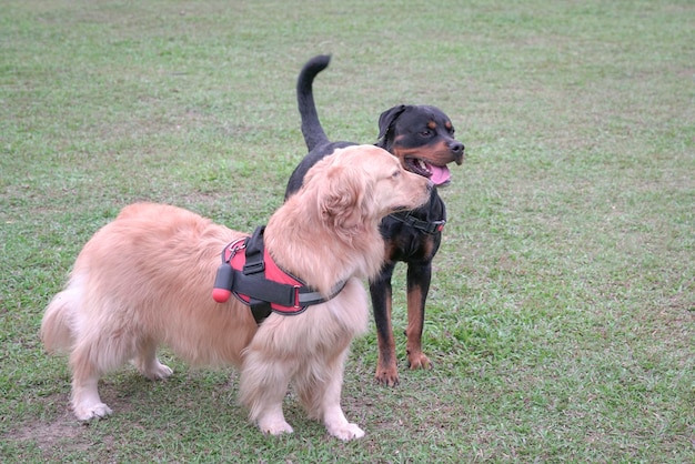 Golden Retriever and Rottweiler Dog on a sports field