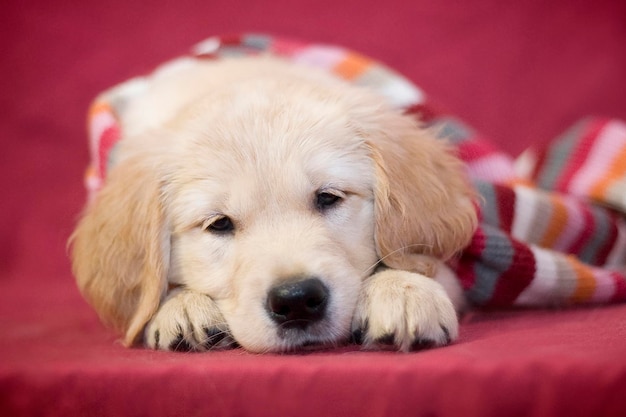 Golden retriever a smart little puppy of the breed wrapped himself in a striped scarf and dozed off