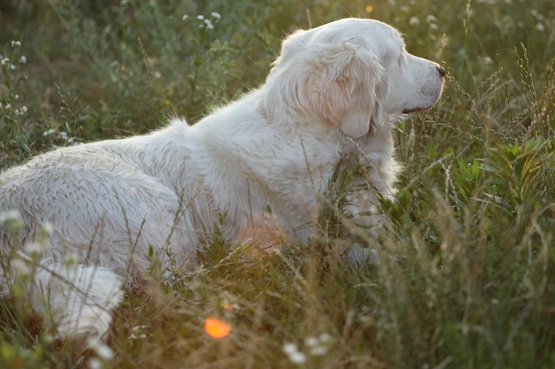 golden retriever in sunlight in the garden