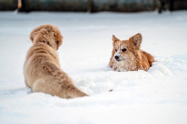 A golden retriever and a welsh corgi play in the white snow