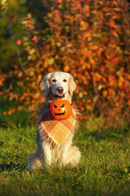 Golden retriever with checkered bandana sits in park and holds halloween bucket