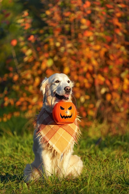 Golden retriever with checkered bandana sits in park and holds halloween bucket