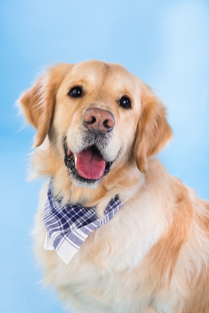 Golden retriever with a checkered scarf on the floor, blue background.