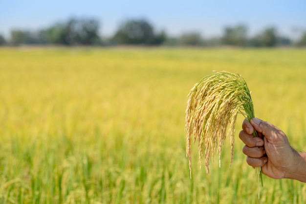 Golden rice, beautiful in the hands of farmers. 