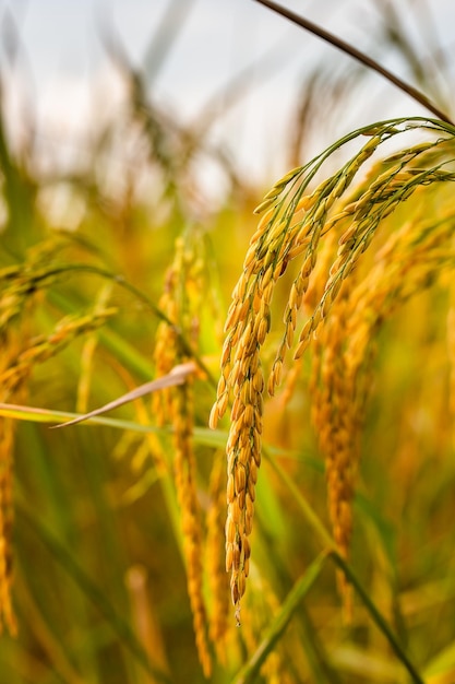 Golden Rice field