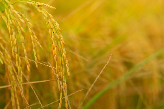 Photo golden rice paddy that is ripening in the farm