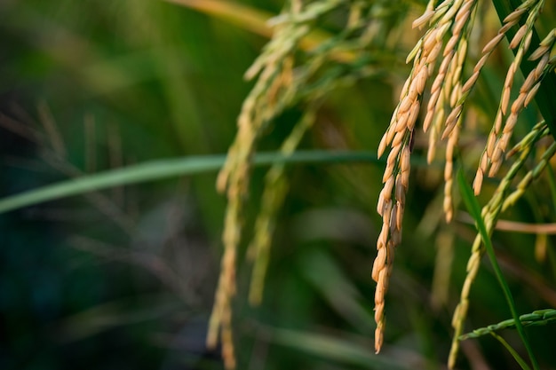 Golden Rice Ready to Harvest. The moment the farmer waits.