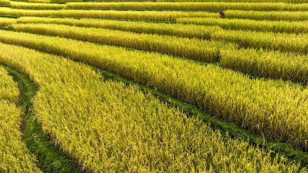 Golden rice terraces field by harvesting season at Ban Pa Bong Piang Chiang Mai Province Northern of Thailand