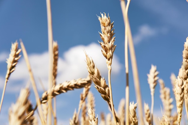 Golden ripe ears of wheat closeup Endless wheat field Harvesting agricultural farm and healthy food production