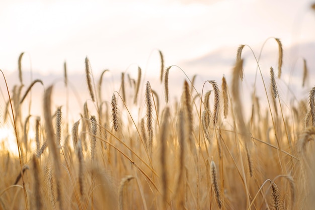 Golden ripe ears of wheat on the field