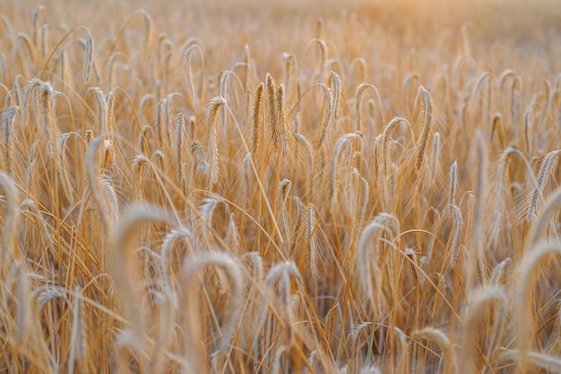 Golden ripe ears of wheat on the field