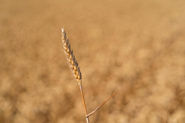 Golden ripe ears of wheat Wheat field Ears of golden wheat close up The concept of planting and harvesting a rich harvest Rural landscape