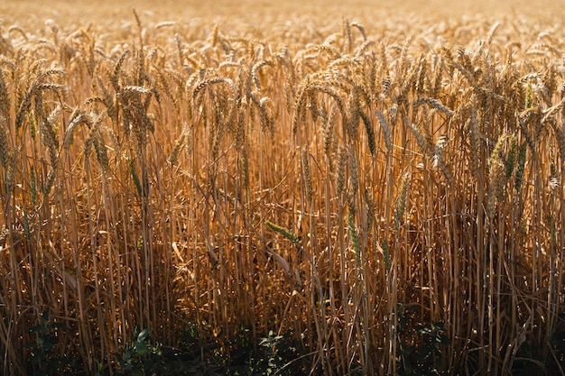 Golden ripe ears of wheat Wheat field Ears of golden wheat close up The concept of planting and harvesting a rich harvest Rural landscape